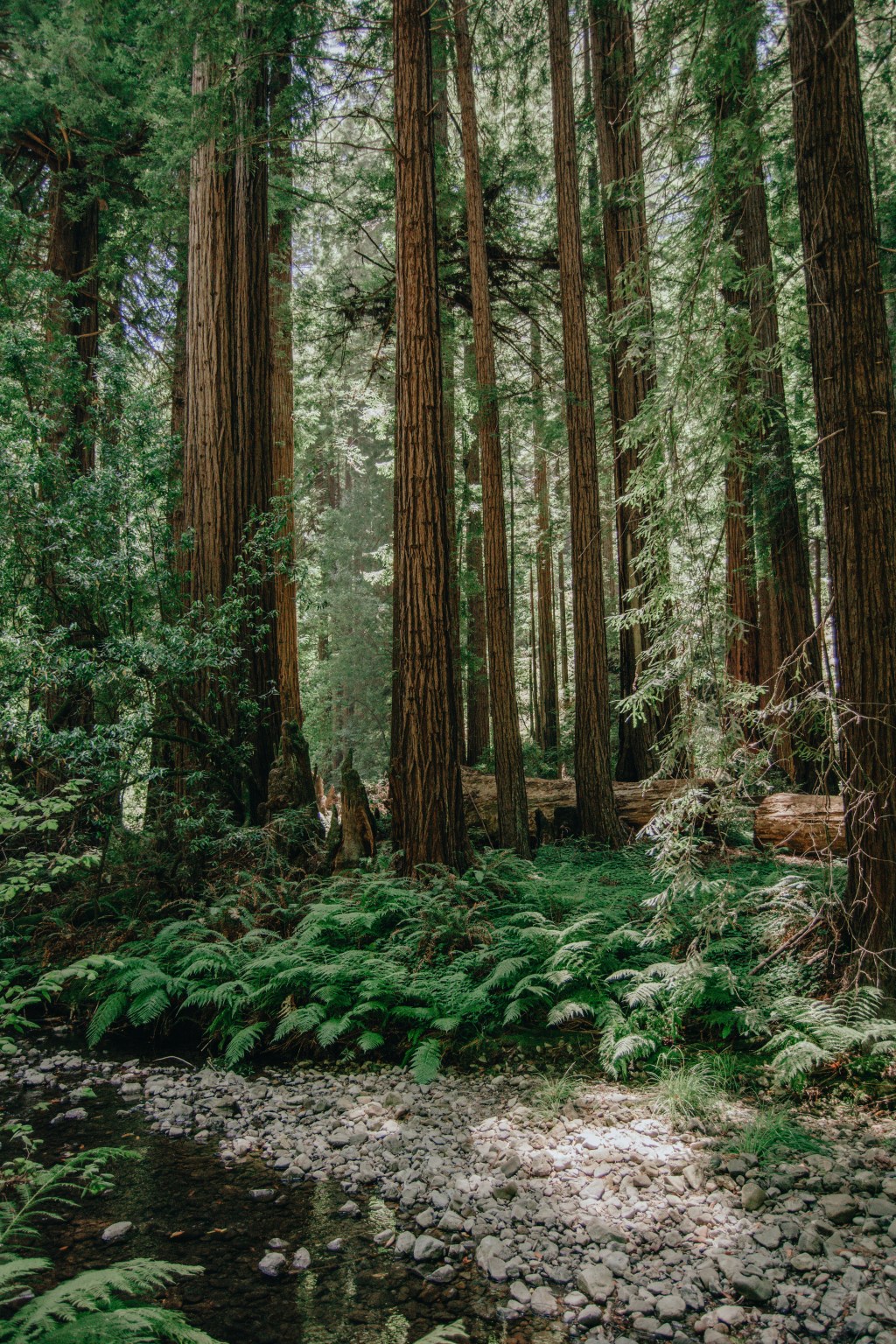 Muir Woods